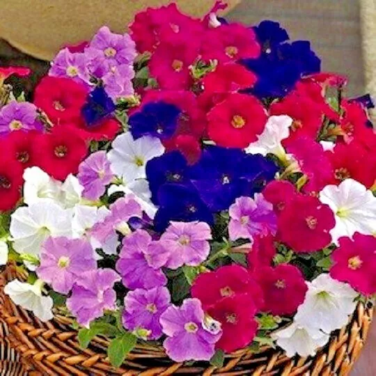 BStore 2001 Dwarf Petunia Mix Flower Garden Container Seeds Starter Kits - $9.26