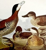 Ruddy Duck Bird 1950 Lithograph Art Print Audubon Nature First Edition D... - $29.99