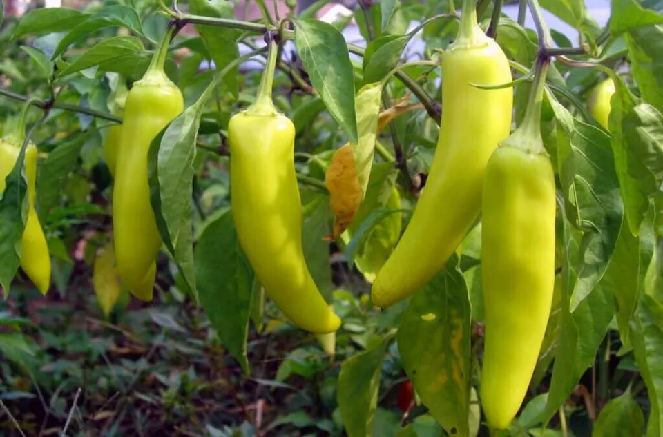 25 Seeds Banana Pepper Garden Fresh Vegetables - £7.74 GBP