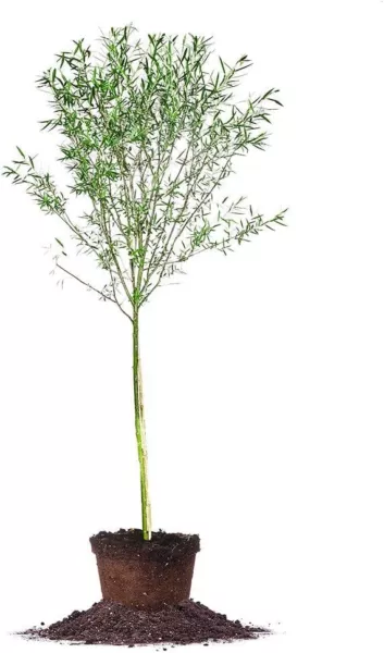 One 4 5 Foot Tall Weeping Willow Tree In A Grow Pot Ready To Plant Live ... - $115.92