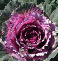 50 Seeds Dynasty Pink Flowering Cabbage Seed Seeds Flowering Kale Garden... - £9.95 GBP