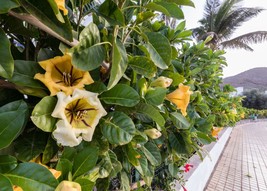 3 live cuttings - Solandra maxima (cup of gold, golden vine) - £8.64 GBP