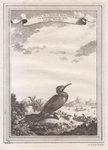 Chinese Cormorant Antique Copperplate 1749 Engraving Duck - $67.55