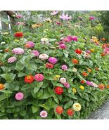 Mid-Sized Pumila Cut and Come Again Zinnia Flower 50 Seeds - £7.84 GBP