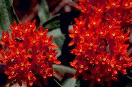 PowerOn 30+ Deep Red Butterfly Weed Flower Seeds / Asclepias / Perennial / Great - £5.95 GBP
