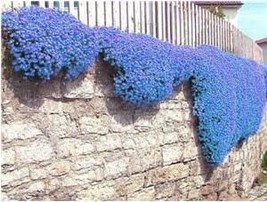 SL 100Pcs Blue Creeping Thyme Seeds Cress Rock Plant Flowers - $4.14