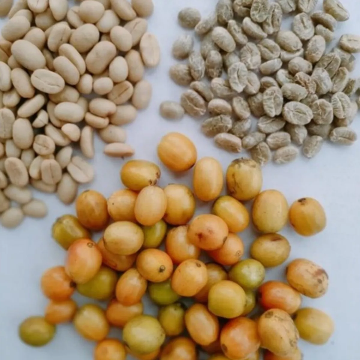 100+ Seeds Coffee YELLOW CATURA, Guaranteed Rare Coffee Seeds Yellow Coffee - $32.00