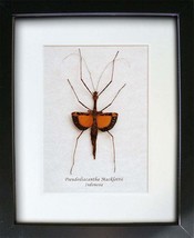 Reddish Orange Stick Pseudodiacantha Macklottii Entomology Collectible S... - $109.99