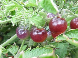 New Fresh Seeds Blue Berries Tomato Seeds 100 Seeds Blueberries Tomato Garden Se - $29.50