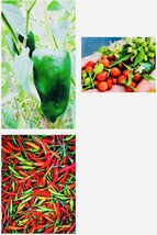 Variety Pack Thai Chili Pepper Chile Pequin Ancho Pepper + seeds  From US - £10.31 GBP