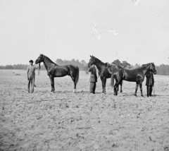 General Ulysses Grant&#39;s Horses Jeff Davis Egypt 1864 New 8x10 US Civil War Photo - £6.92 GBP