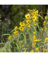 Maximilian Sunflower Seeds, Michaelmas Daisy, Narrow-Leaf Sunflower, FRE... - $2.76 CAD+
