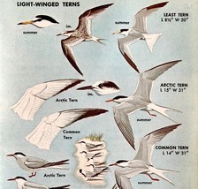 Light Winged Terns Birds Varieties And Types 1966 Color Art Print Nature... - $9.00