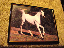 HORSE 8X10 FRAMED PICTURE #2 - £11.03 GBP