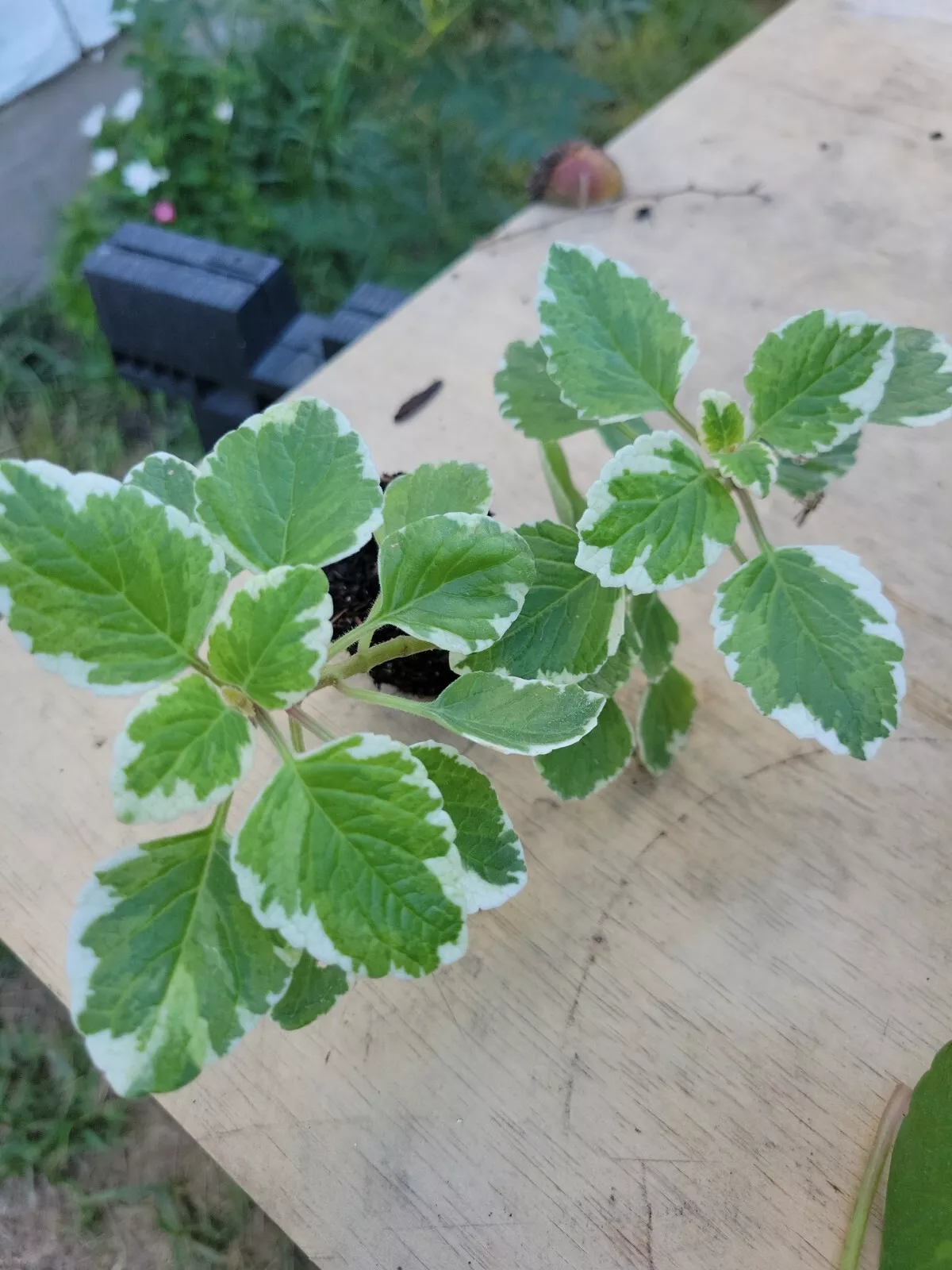 Variegated Cuban Oregano Mexican Mint Spanish Thyme Well Rooted plant 5&quot; - $20.00