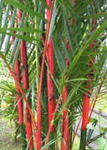 50 Pc Seeds Red Bamboo Plant, Perennial Bamboo Seeds for Planting | RK - £16.65 GBP