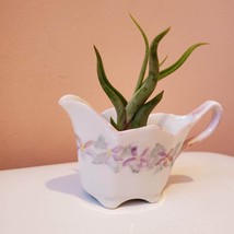 Airplant in Upcycled Vintage Creamer, Cottagecore Planter, Air Plant Holder image 3