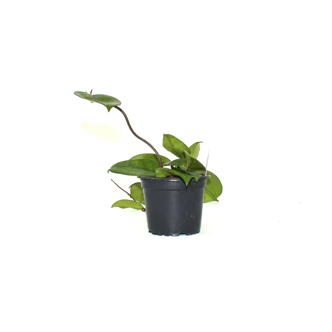 KingStore From US Hoya Dasyantha 3.5 Inch Pot - $119.98