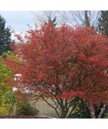 Autumn Brilliance Serviceberry Amelanchier × Grandiflora Autumn Brillian... - $8,936.24 MXN