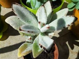 Panda Plant Succulent Starter Plant - £4.66 GBP