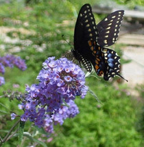 10 Butterfly Bush Seeds-1137 - £2.35 GBP