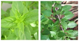 40 Seeds Lime Basil (Ocimum Basilicum) Lime scented green leaves - £12.01 GBP