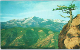 Timberline Pine with Pikes Peak in the Background Colorado Postcard - £11.63 GBP