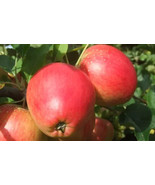 25+ Little Pax Apple Seeds - £7.49 GBP