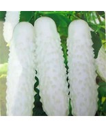 20pcs White Cucumber Seeds Cucumis Sativus Vegetable Fruit Home Garden P... - $8.02