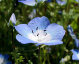 Sale 250 Seeds Baby Blue Eyes Nemophila Menziesii Fragrant Butterfly Flo... - $9.90