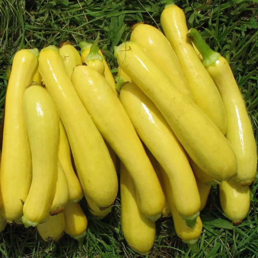 Early Prolific Straightneck Squash Seeds Great Taste Garden USA Seeds - $13.98