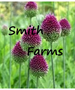 SKM 25 Seeds Drumstick Alliums Flowers Perennials Sphaerocephalon Floral... - $10.97