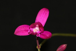 BLETIA FLORIDA SMALL TERRESTRIAL ORCHID POTTED - £29.53 GBP