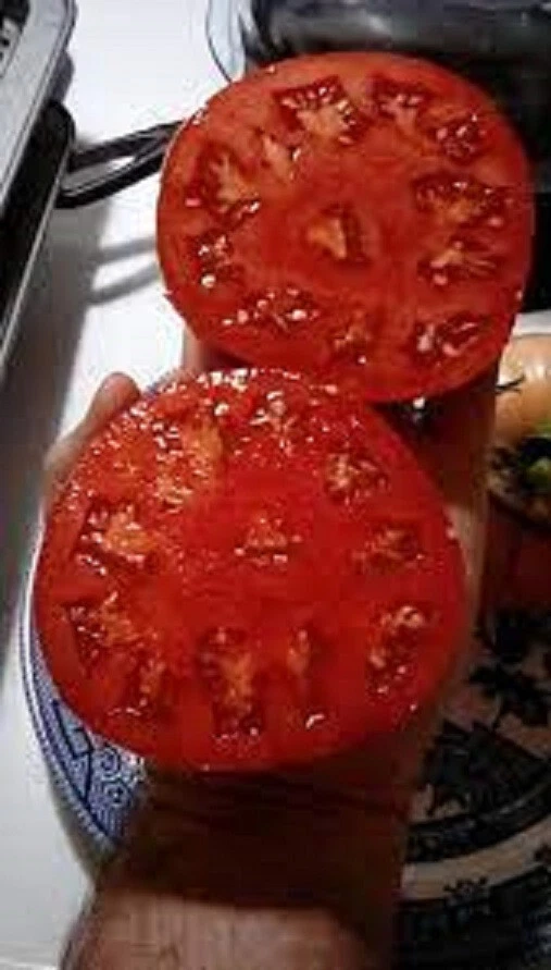 50 Seeds Garden Leader Monster Tomato Juicy Tomatoe Vegetable Garden Edi... - $9.63