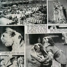 1951 Olympia Dog Show Sealyham Terrier Afghan UK Sphere Magazine Print D... - $559.01 MXN