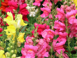 New Fresh Snapdragon Beautiful Flower Seed Blend Organic Seeds Flowers A... - £2.23 GBP