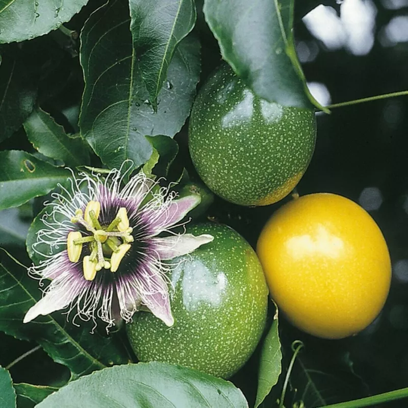 Passiflora Edulis F. flavicarpa Passion Fruit Sweet Passion 50 Seeds - £12.71 GBP