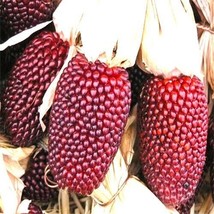 Strawberry Popcorn Corn Seeds 30 Seeds FRESH - £8.69 GBP