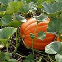 Pumpkin Mammoth Gold Pumpkin Seeds Gardening Fresh USA SHIPPING - £6.29 GBP