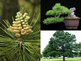 Variety Size Seeds Austrian Pine, Pinus nigra, Tree Seeds Evergreen Hardy Bonsai - £13.28 GBP+