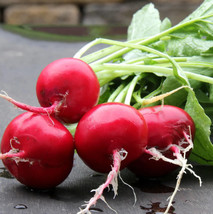 Grow In US 100 German Giant Radish Seeds Heirloom Organic Fresh - £6.41 GBP