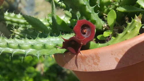 Red Dragon Succulent Rooted Live Plant Huernia Schneideriana 5 Tall In 4... - $13.08