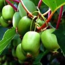 10 Kiwi Berry (Actinidia Arguta Issai) Seeds Cold Hardy Kiwiberry Self F... - $9.50