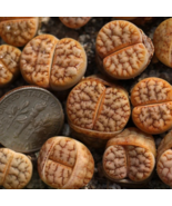 Lithops gracilidelineata Succulents Garden Plants 100 PCS Seeds - €10,97 EUR