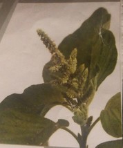 ArfanJaya Amaranthus Green Thumb Flower Seeds - £6.57 GBP