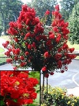 35+ RED CRAPE MYRTLE TREE SHRUB FLOWER SEEDS DROUGHT TOLERANT  - $9.84