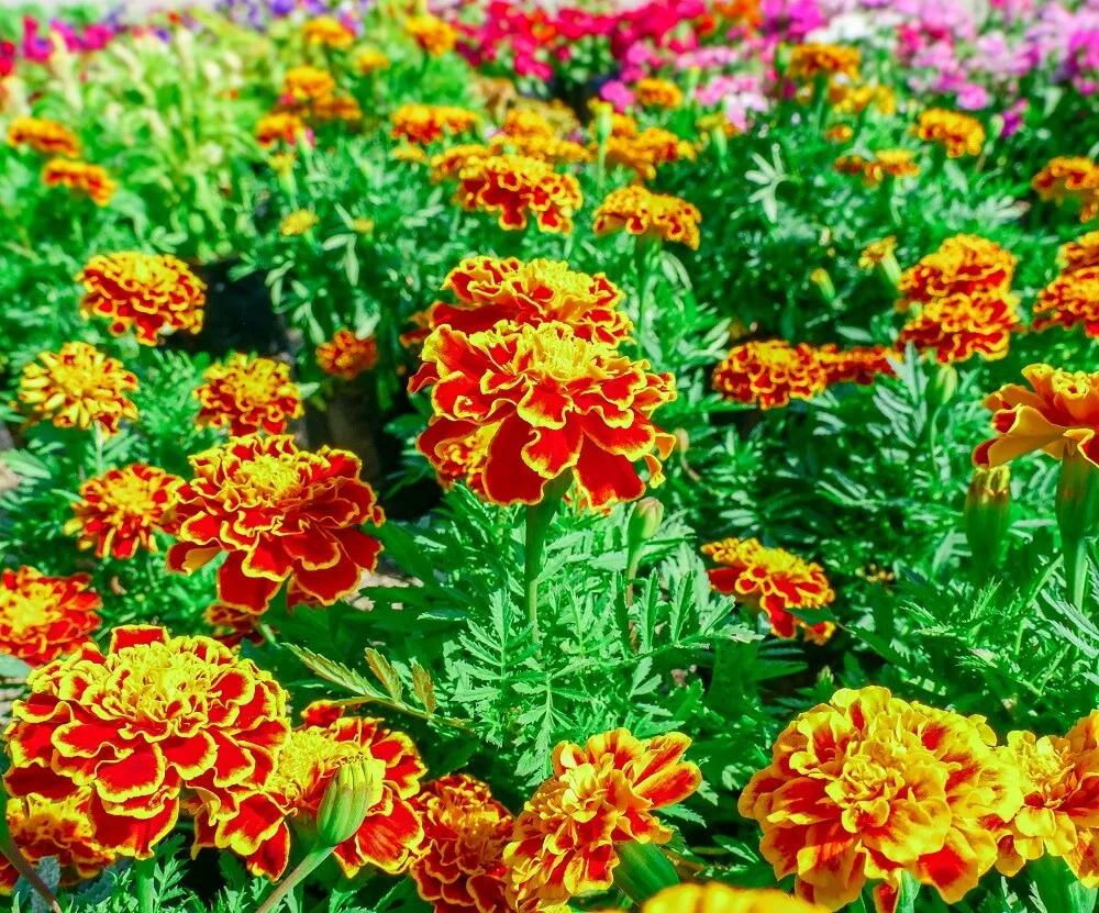 10+ Seeds French Marigold Flower Seed Mix | Non-GMO  Fresh Annual Flower Seeds - £4.47 GBP