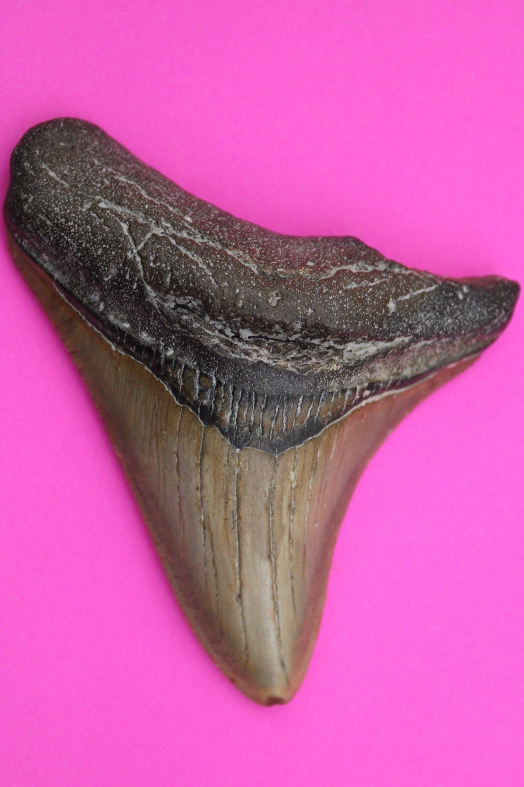 Authentic Megadolon Shark Tooth 3.55 Inches 76 Grams Fossil Dino Girl CO... - $106.99