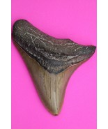 Authentic Megadolon Shark Tooth 3.55 Inches 76 Grams Fossil Dino Girl CO... - $106.99