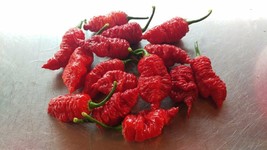 10 Death Spiral Pepper Seeds Spicy Hot Atomic Fresh Seeds USA - $24.50